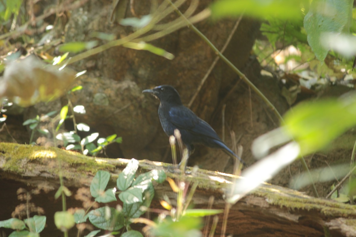 Malabar Whistling-Thrush - ML647826048