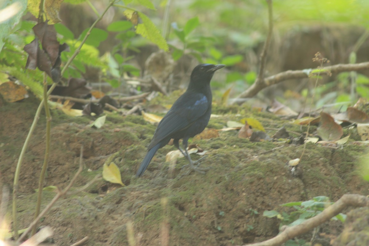 Malabar Whistling-Thrush - ML647826050