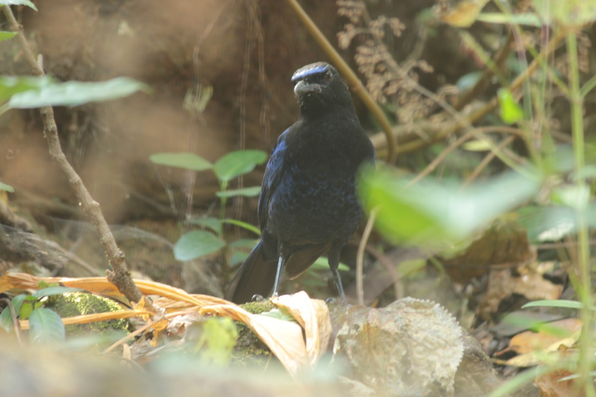 Malabar Whistling-Thrush - ML647826051