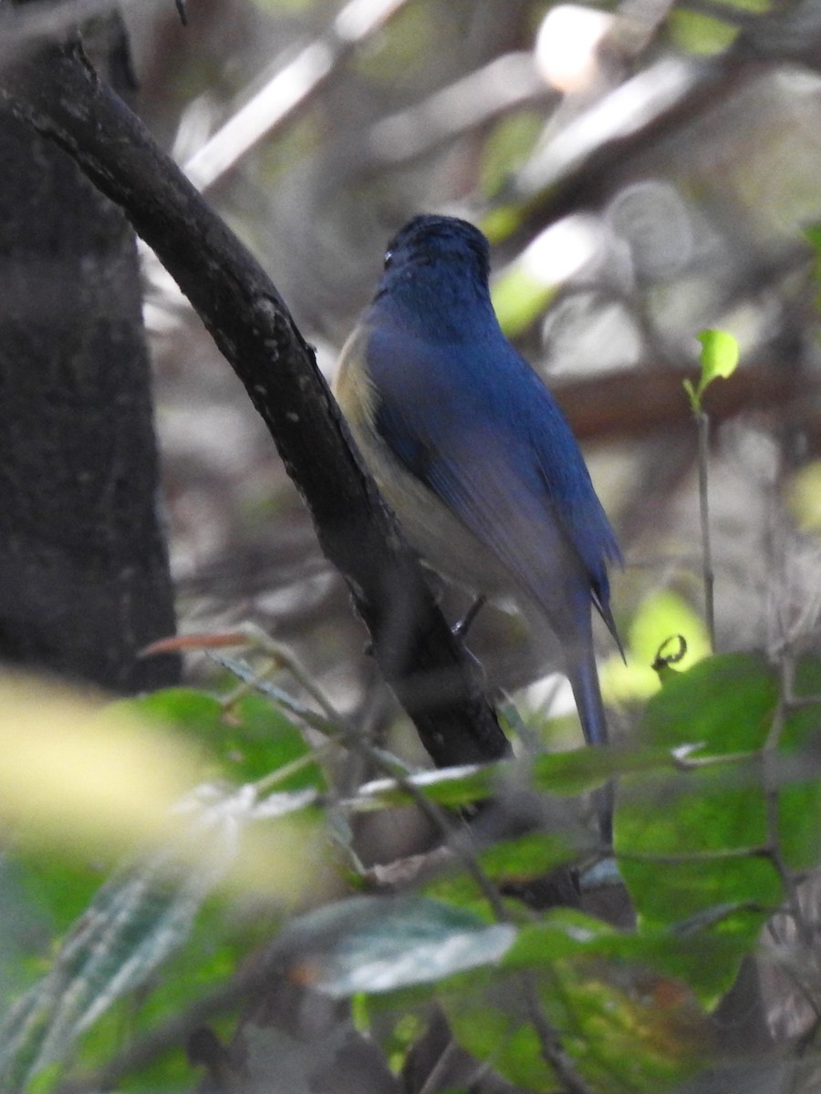 Tickell's Blue Flycatcher - ML647826052