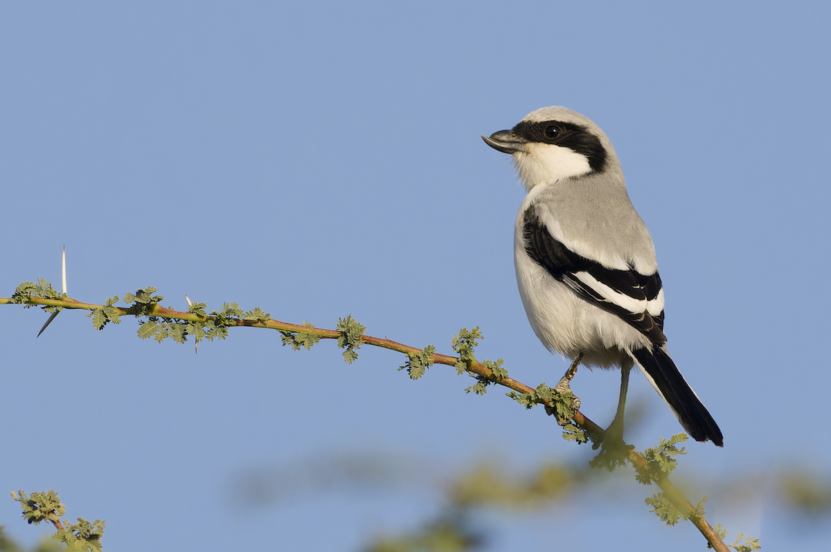 Great Gray Shrike - ML647826053