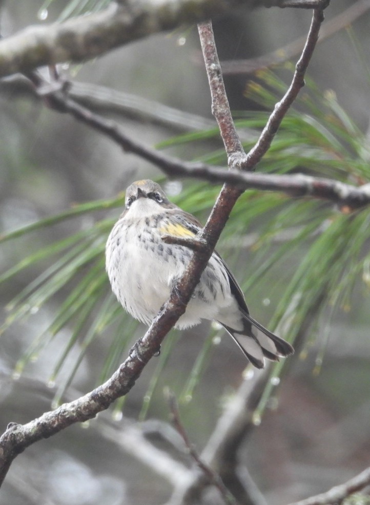 Golden-crowned Kinglet - ML647826054