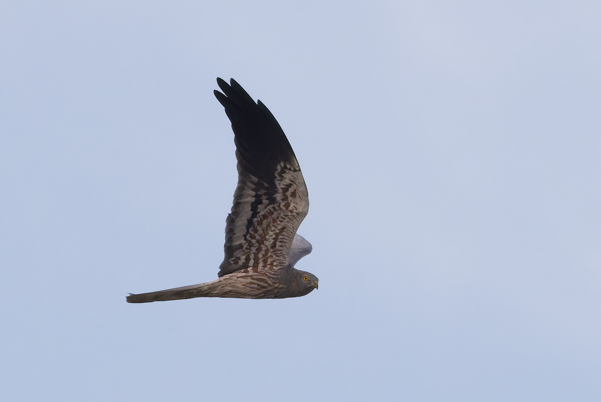 Montagu's Harrier - ML647826055