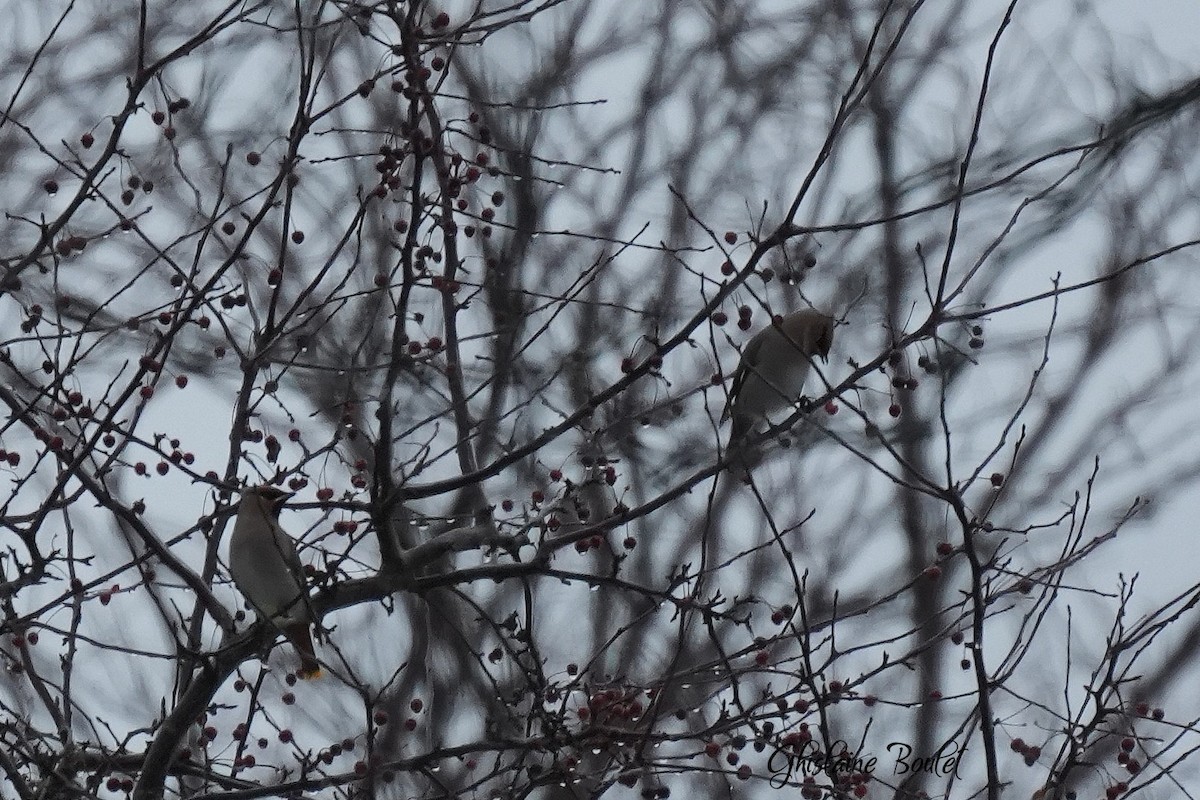 Bohemian Waxwing - ML647826056