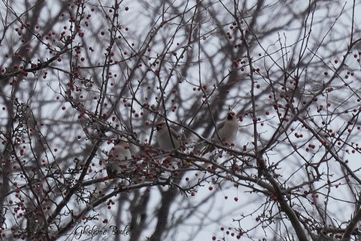 Bohemian Waxwing - ML647826057