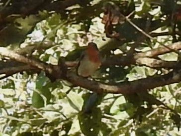Red-breasted Flycatcher - ML647826058