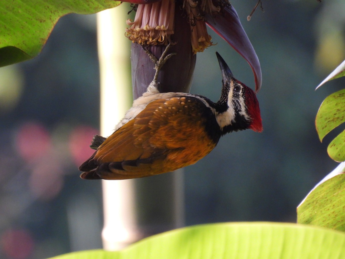 Greater/Common Flameback - ML647826059
