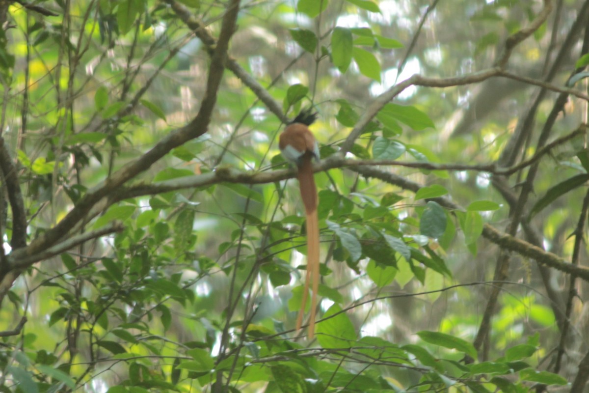 Indian Paradise-Flycatcher - ML647826062