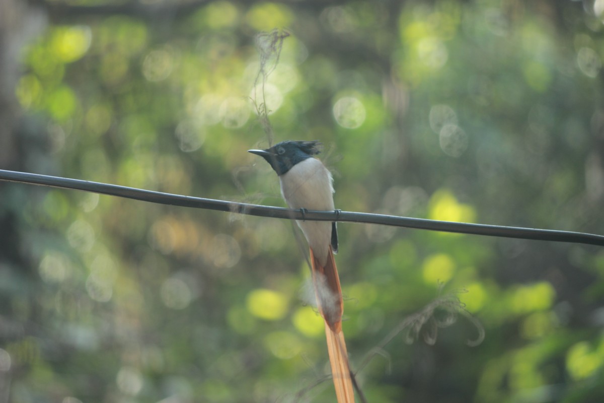 Indian Paradise-Flycatcher - ML647826063