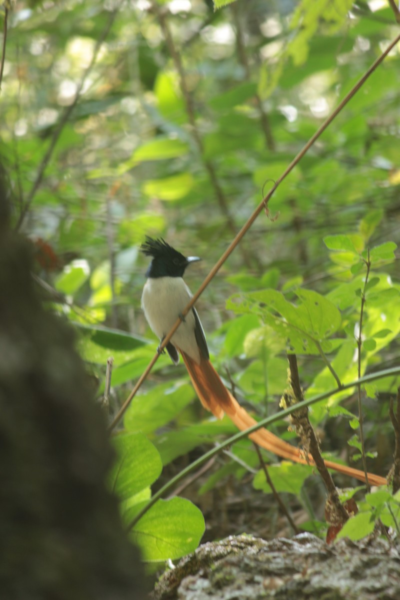 Indian Paradise-Flycatcher - ML647826064