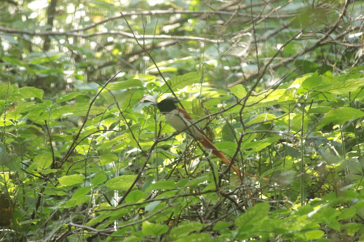 Indian Paradise-Flycatcher - ML647826065