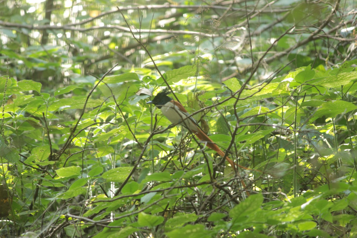 Indian Paradise-Flycatcher - ML647826066