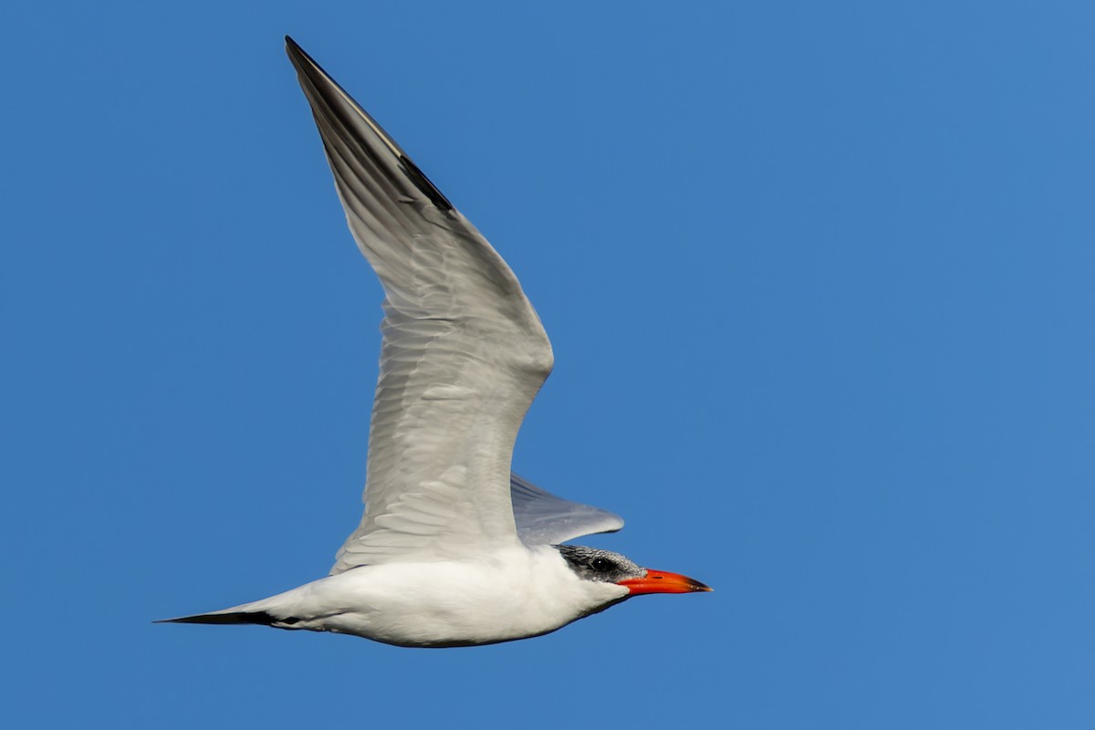 Caspian Tern - ML647826067