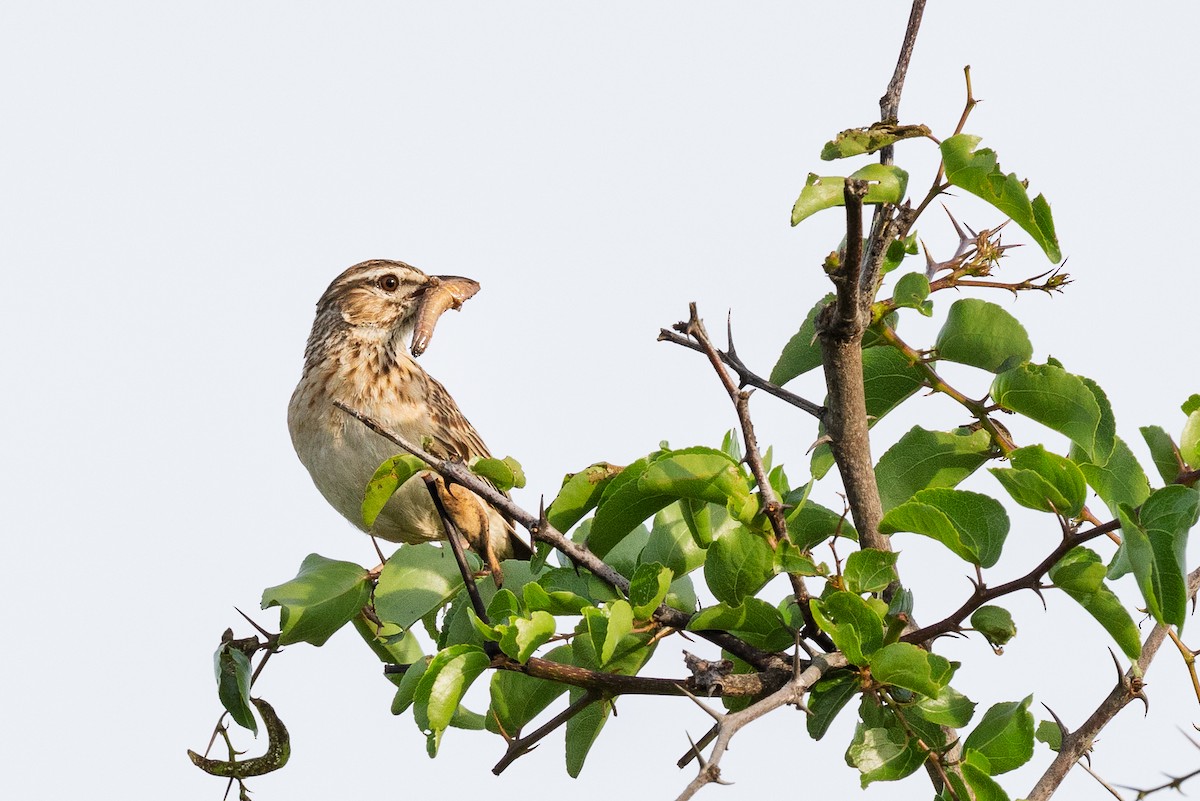 Rufous-naped Lark - ML647826068