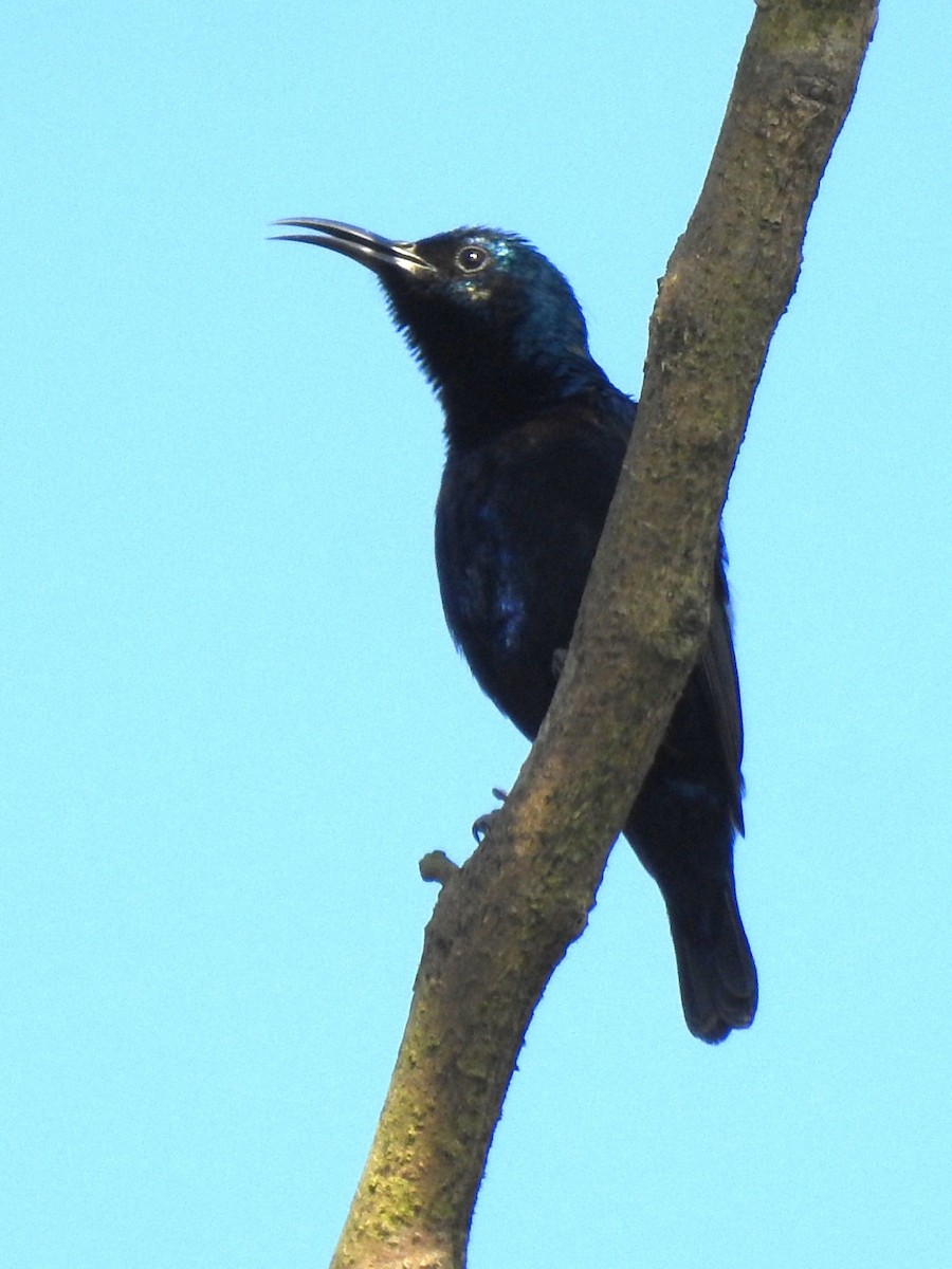 Purple Sunbird - ML647826071