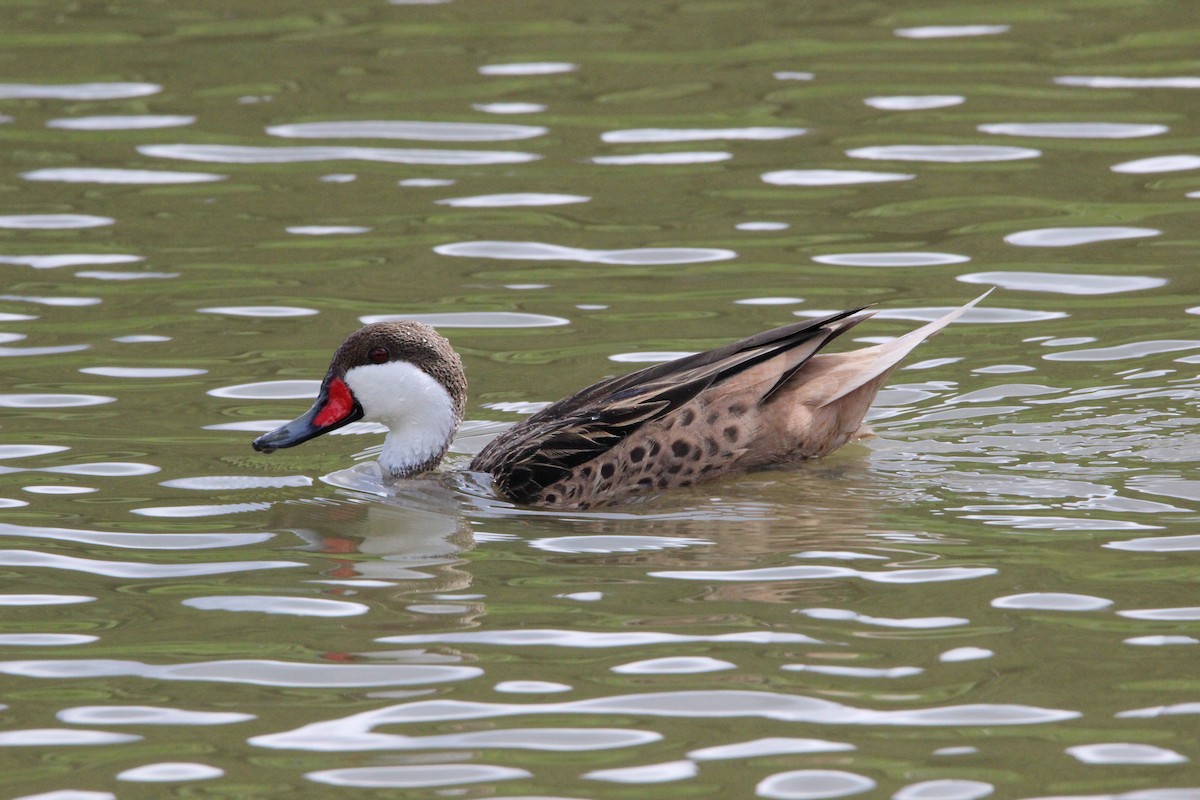 White-cheeked Pintail - ML647826072