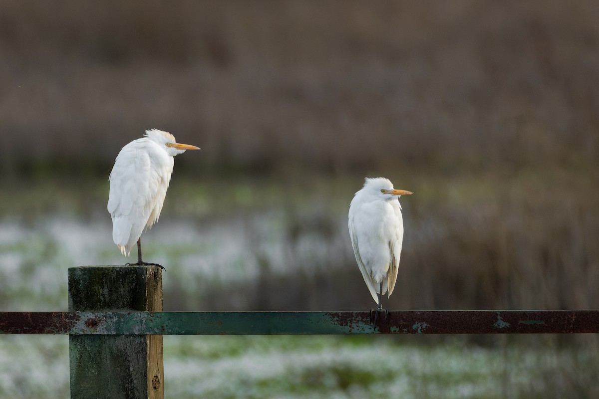 Western Cattle-Egret - ML647826074
