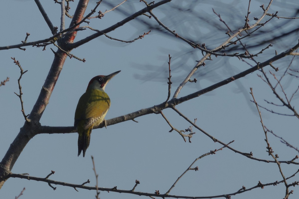 Eurasian Green Woodpecker - ML647826075
