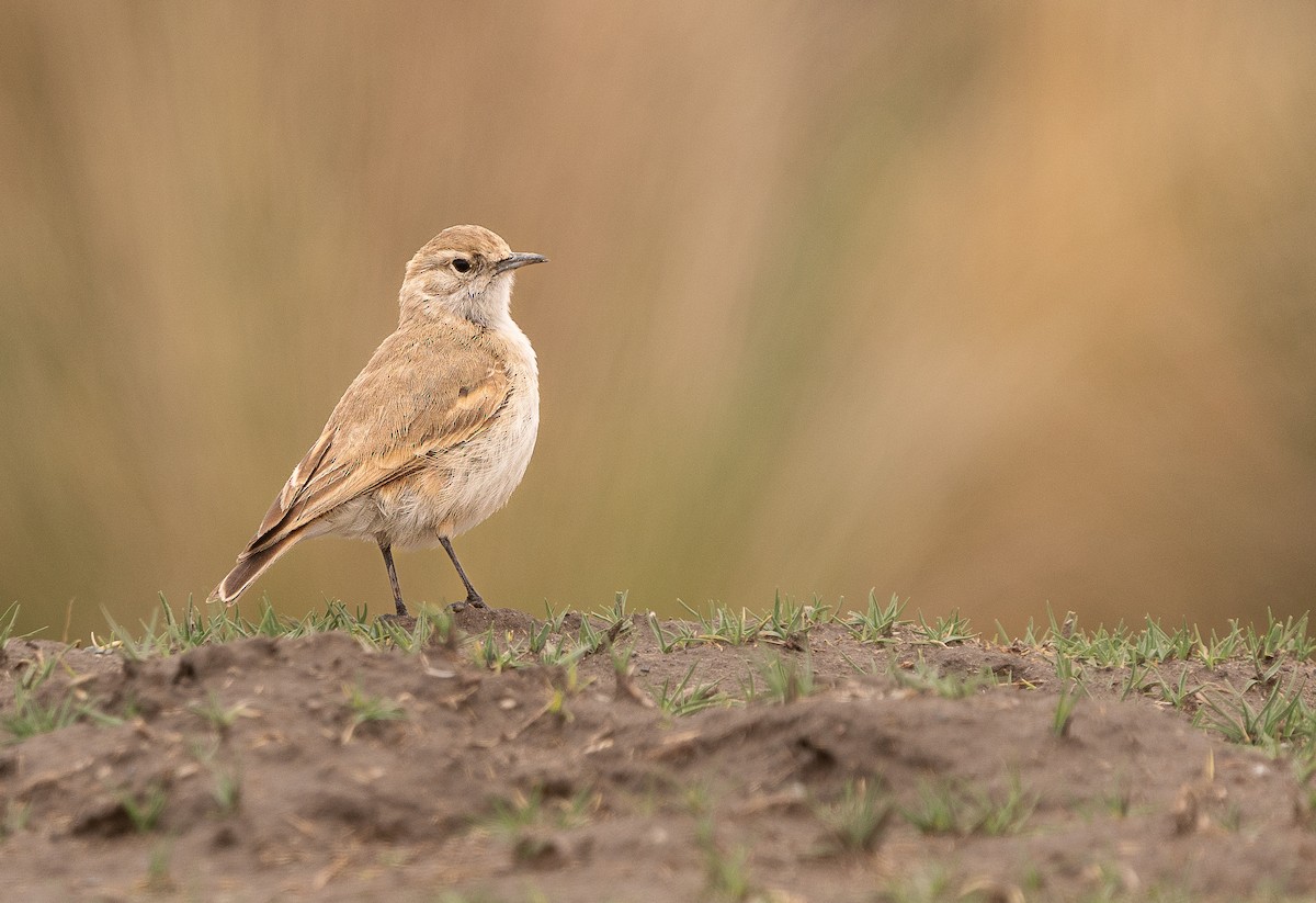 Puna Miner - ML647826076