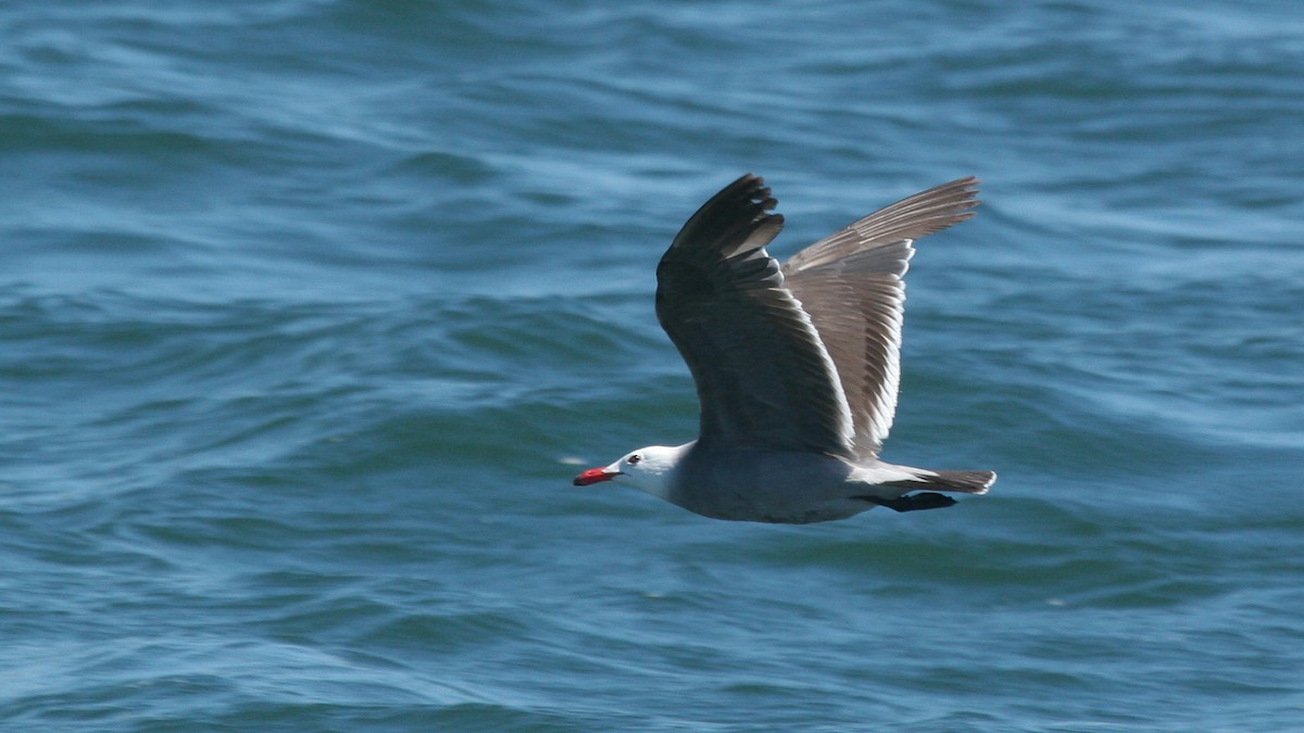 Heermann's Gull - ML647826078