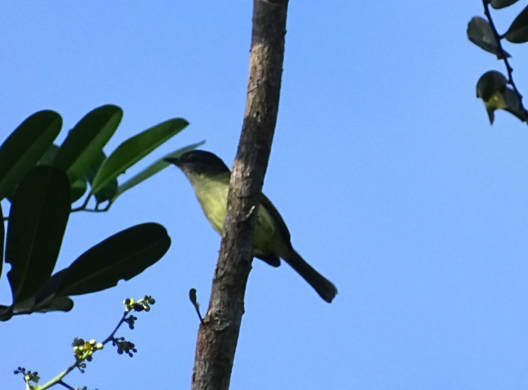 Gray-crowned Flatbill - ML647826079