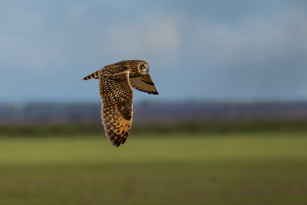 Short-eared Owl - ML647826085