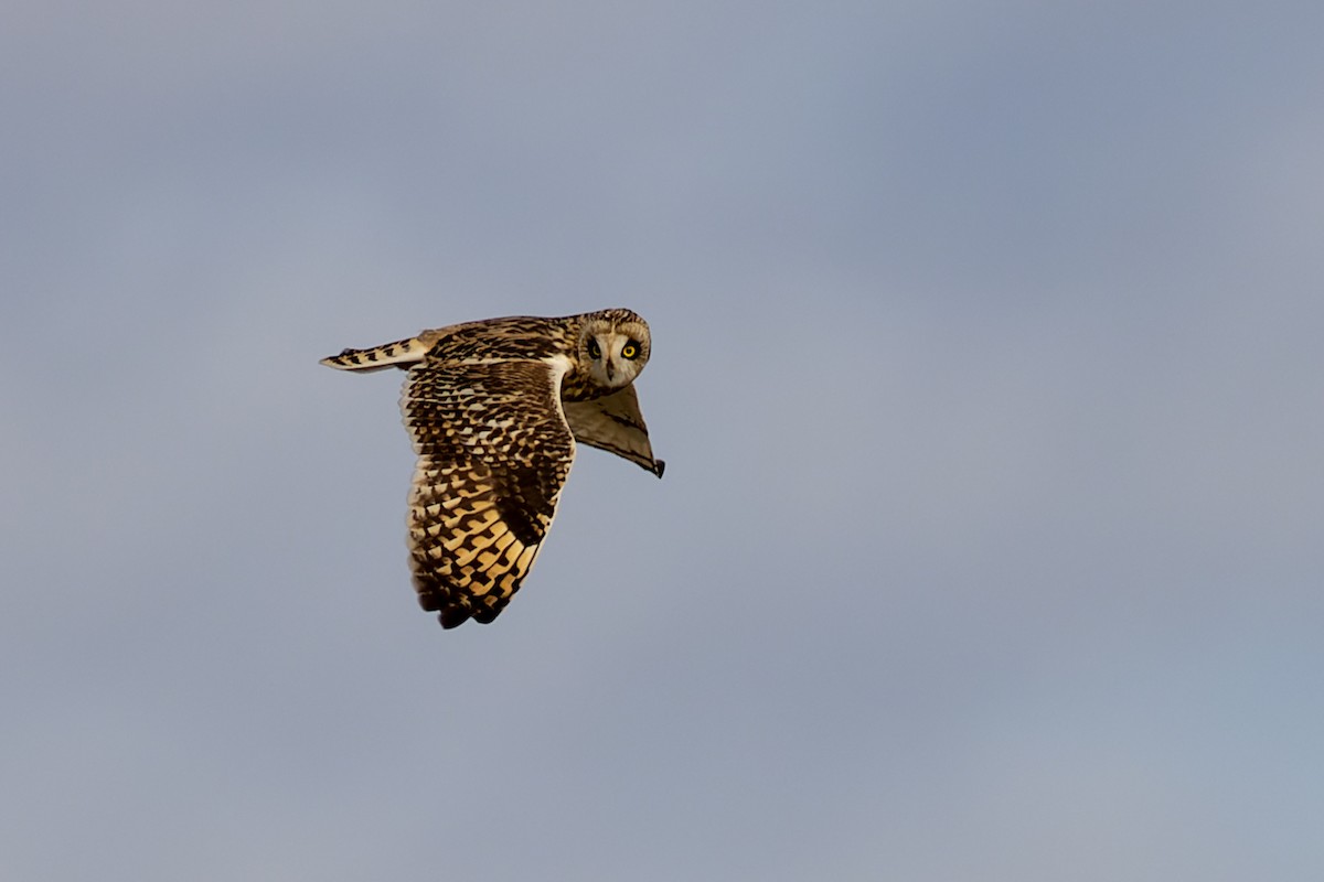 Short-eared Owl - ML647826086