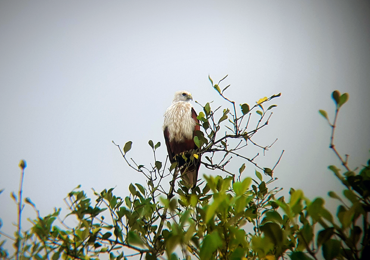 Brahminy Kite - ML647826093