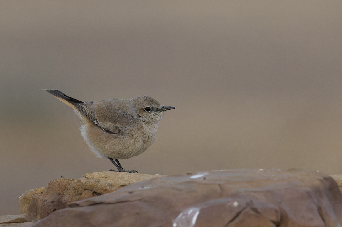 Buztanzuri kaspiarra - ML647826097