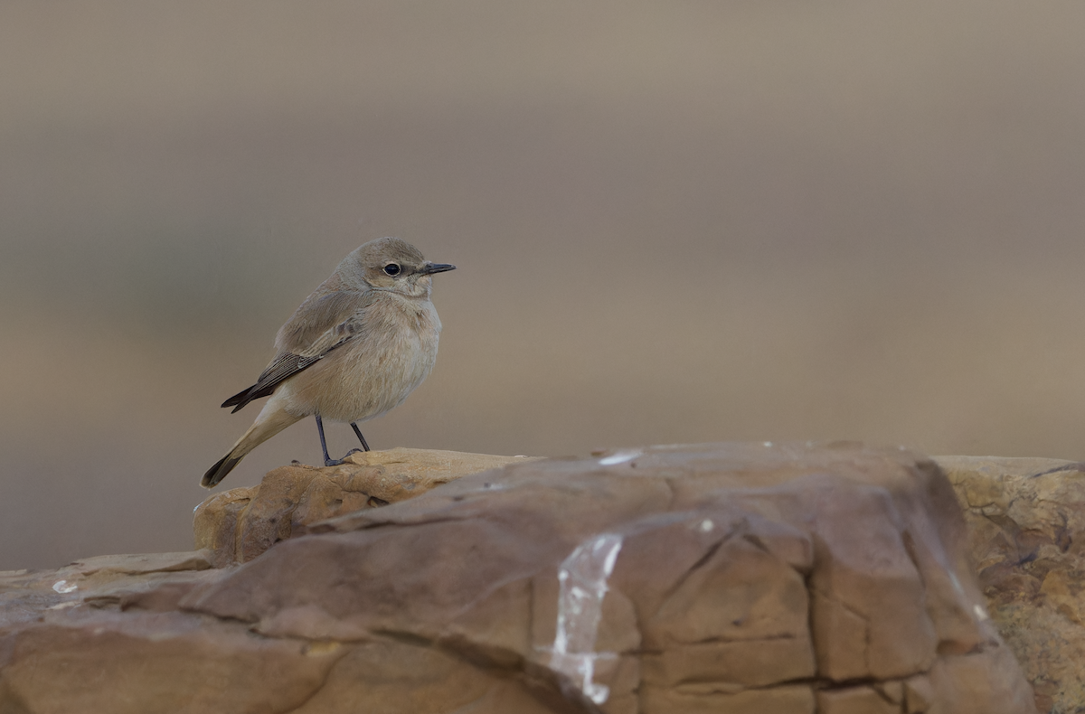 Buztanzuri kaspiarra - ML647826098