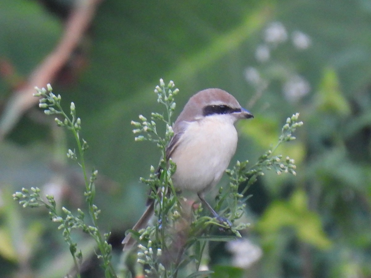 Antzandobi arrea - ML647826099