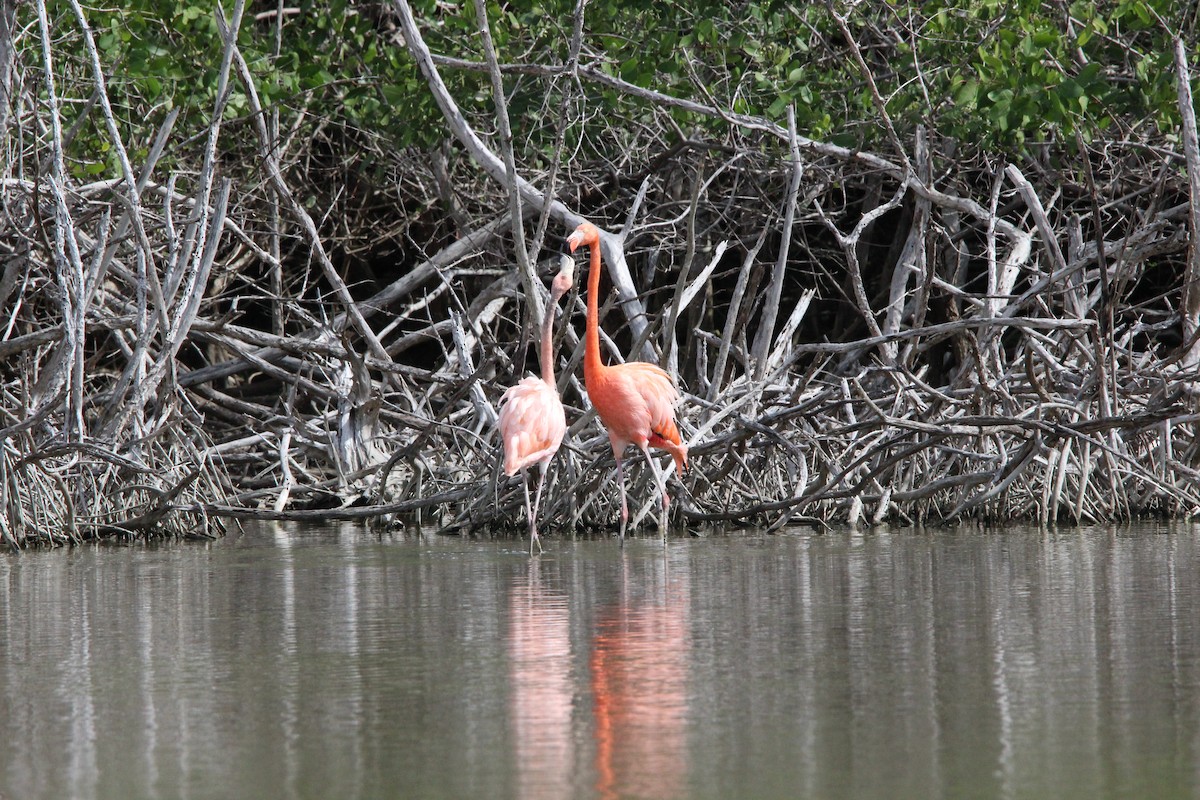 Flamenko gorria - ML647826101