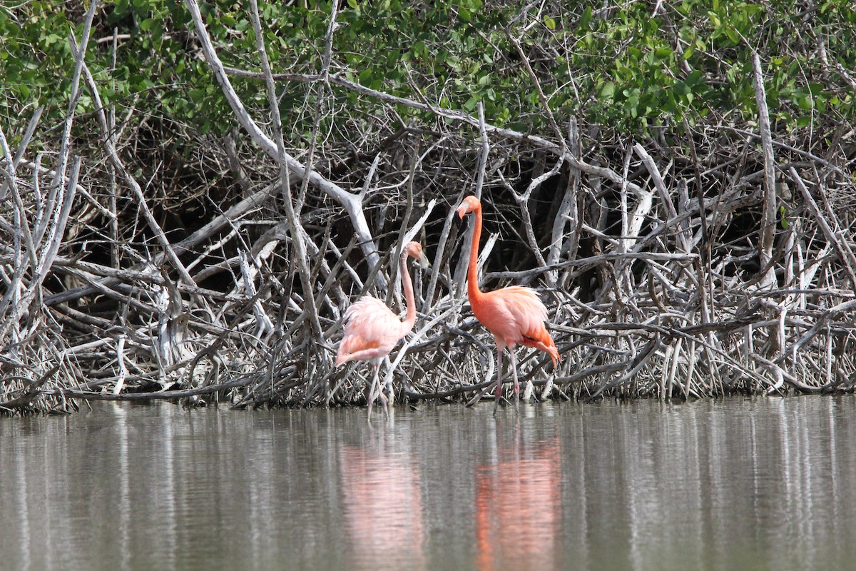 Flamenko gorria - ML647826102