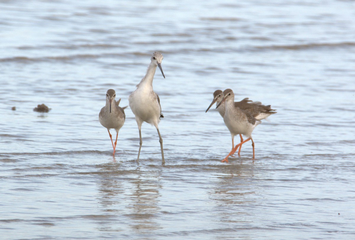 Kuliska zuria - ML647826105