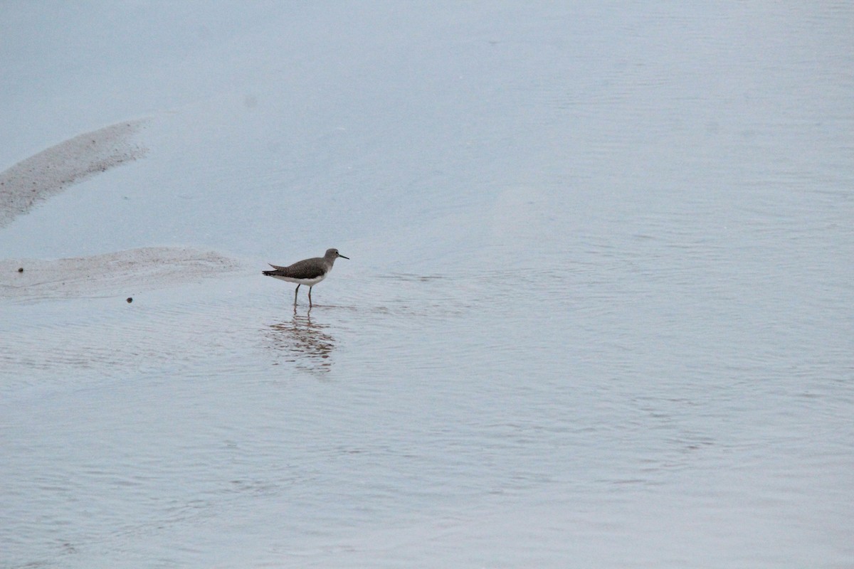 Kuliska iluna - ML647826113