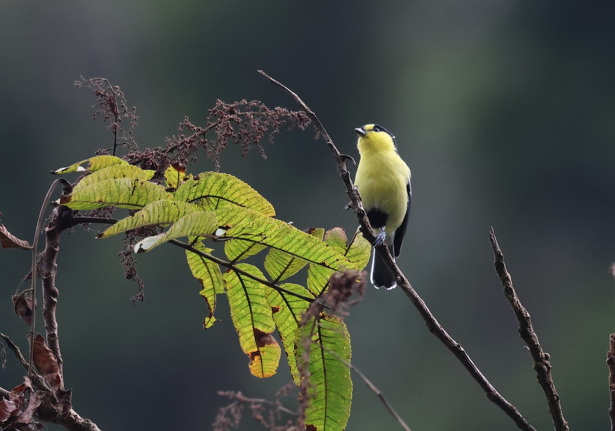 Taiwan Yellow Tit - ML647826115