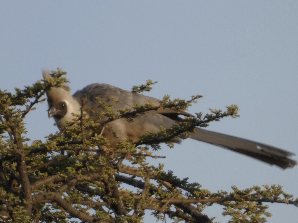 Bare-faced Go-away-bird - ML647826116