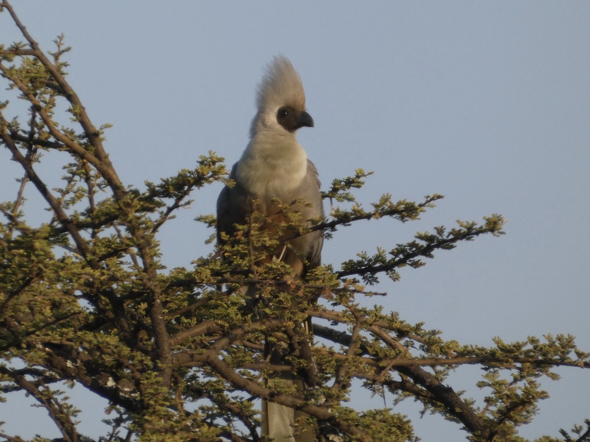 Bare-faced Go-away-bird - ML647826118