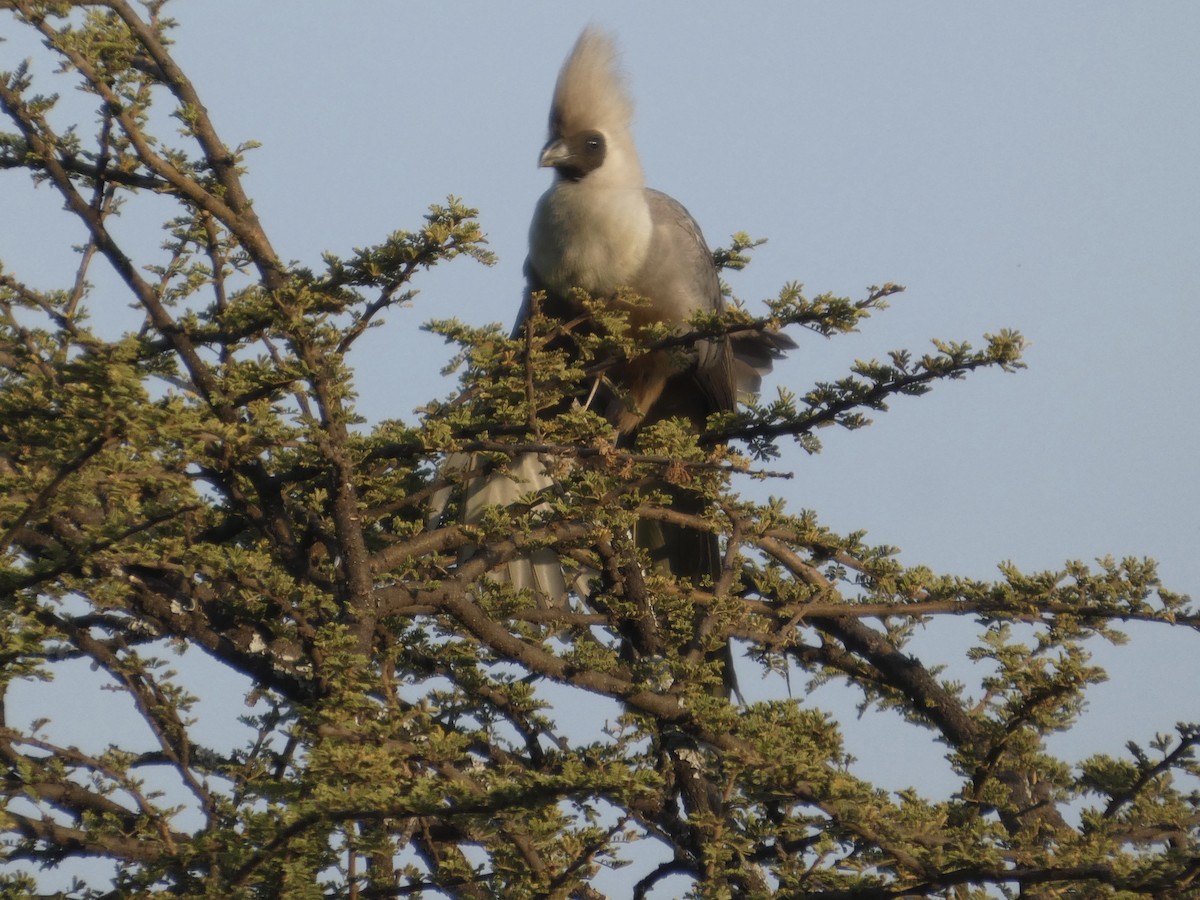 Bare-faced Go-away-bird - ML647826119