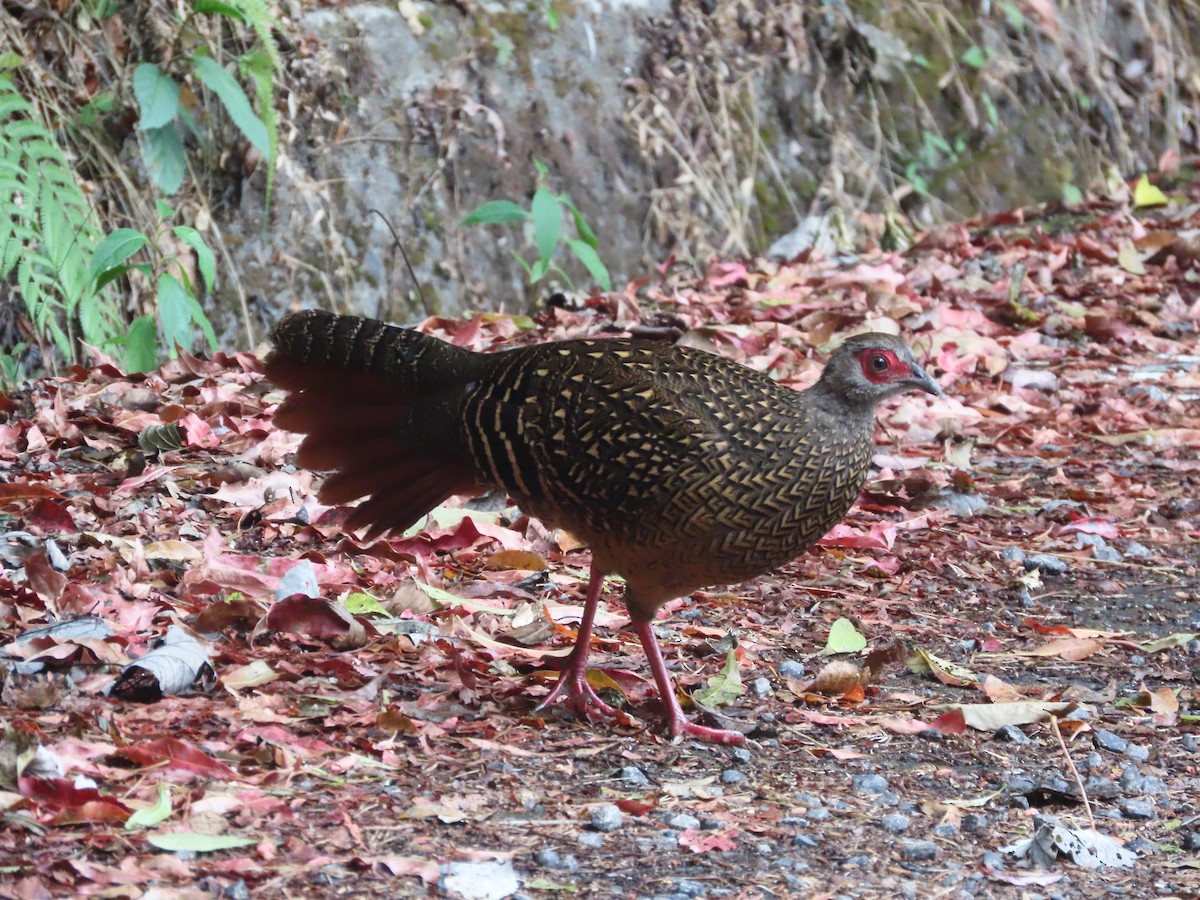 Swinhoe faisaia - ML647826120