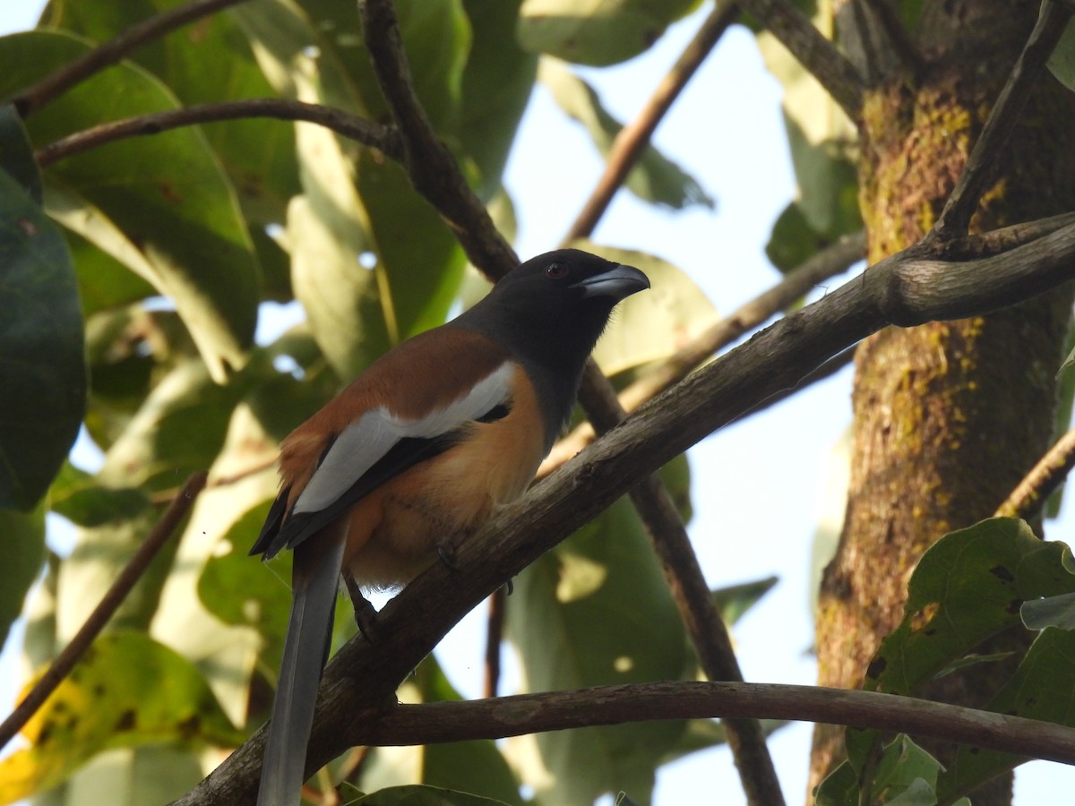 Rufous Treepie - ML647826122