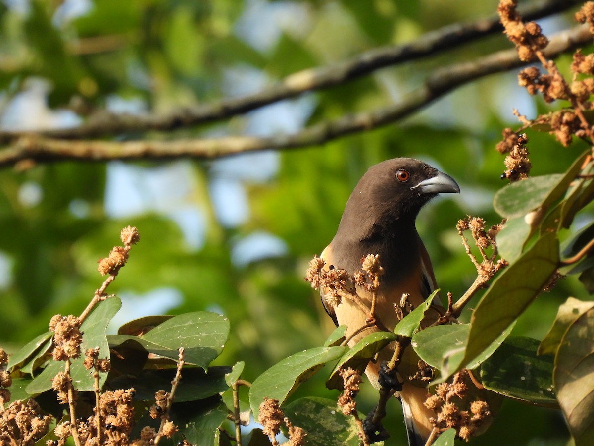 Rufous Treepie - ML647826123
