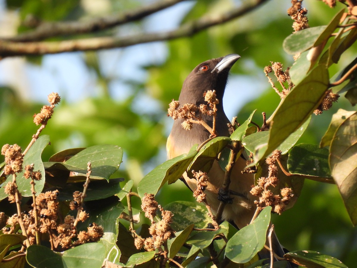Rufous Treepie - ML647826124