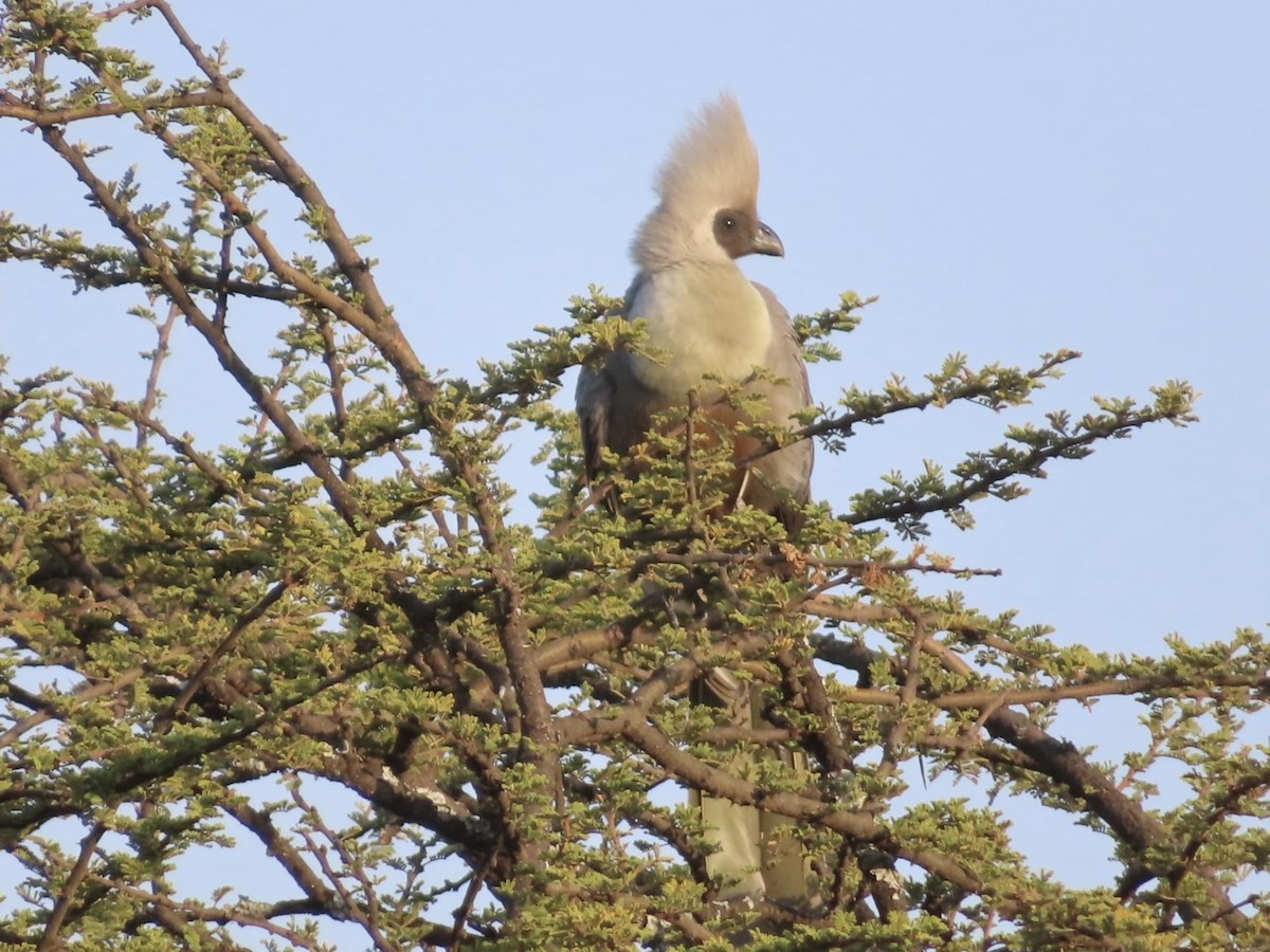 Bare-faced Go-away-bird - ML647826130