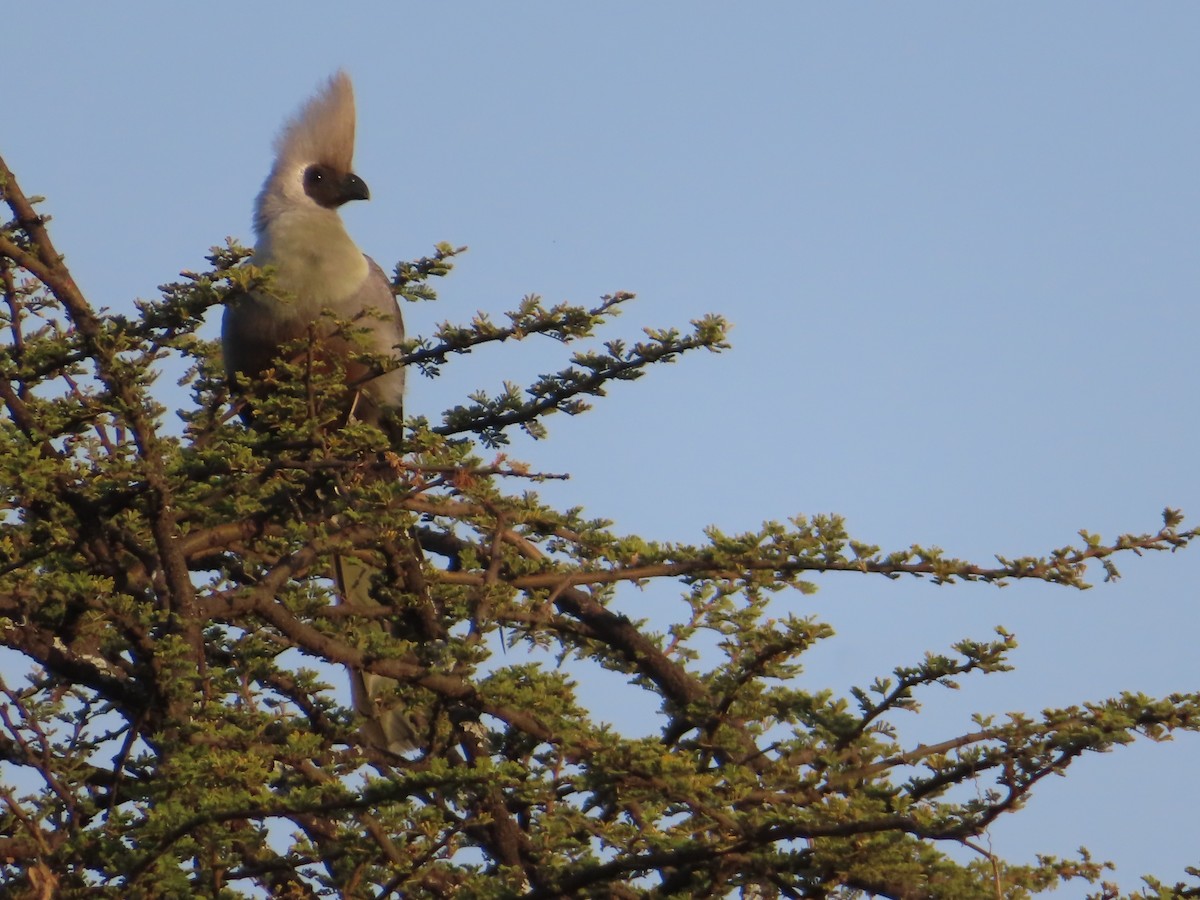 Bare-faced Go-away-bird - ML647826131