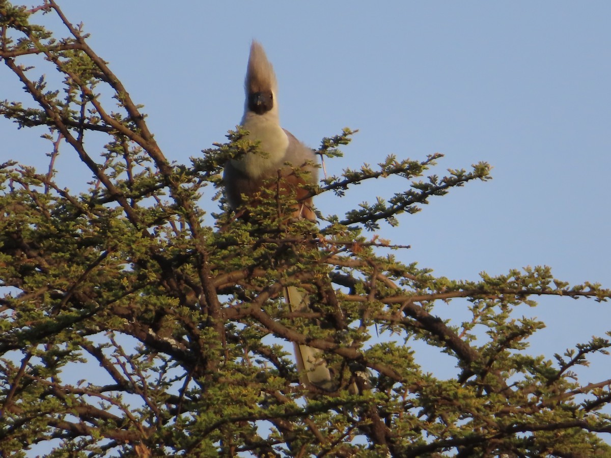 Bare-faced Go-away-bird - ML647826132