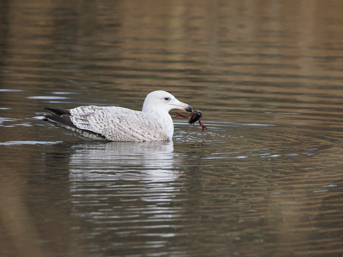Kaio hauskara europarra - ML647826133