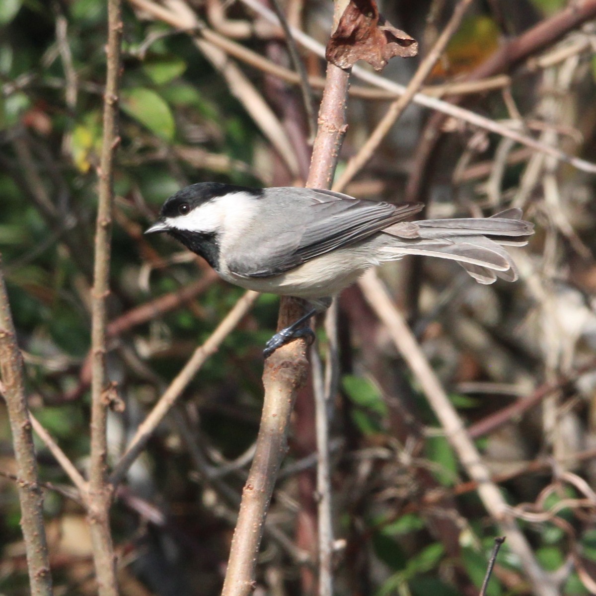 Carolina Chickadee - ML647826134