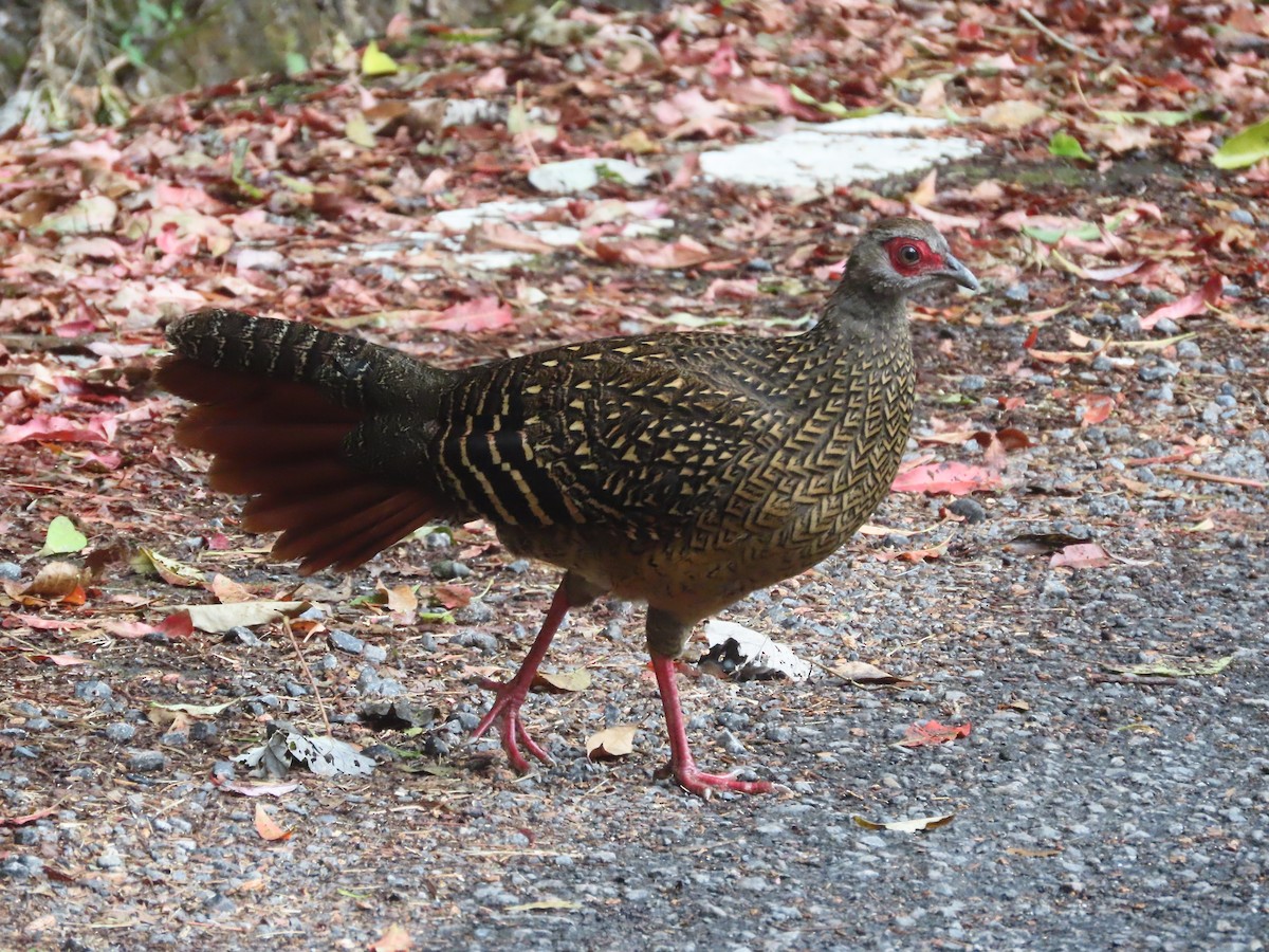 Swinhoe faisaia - ML647826137