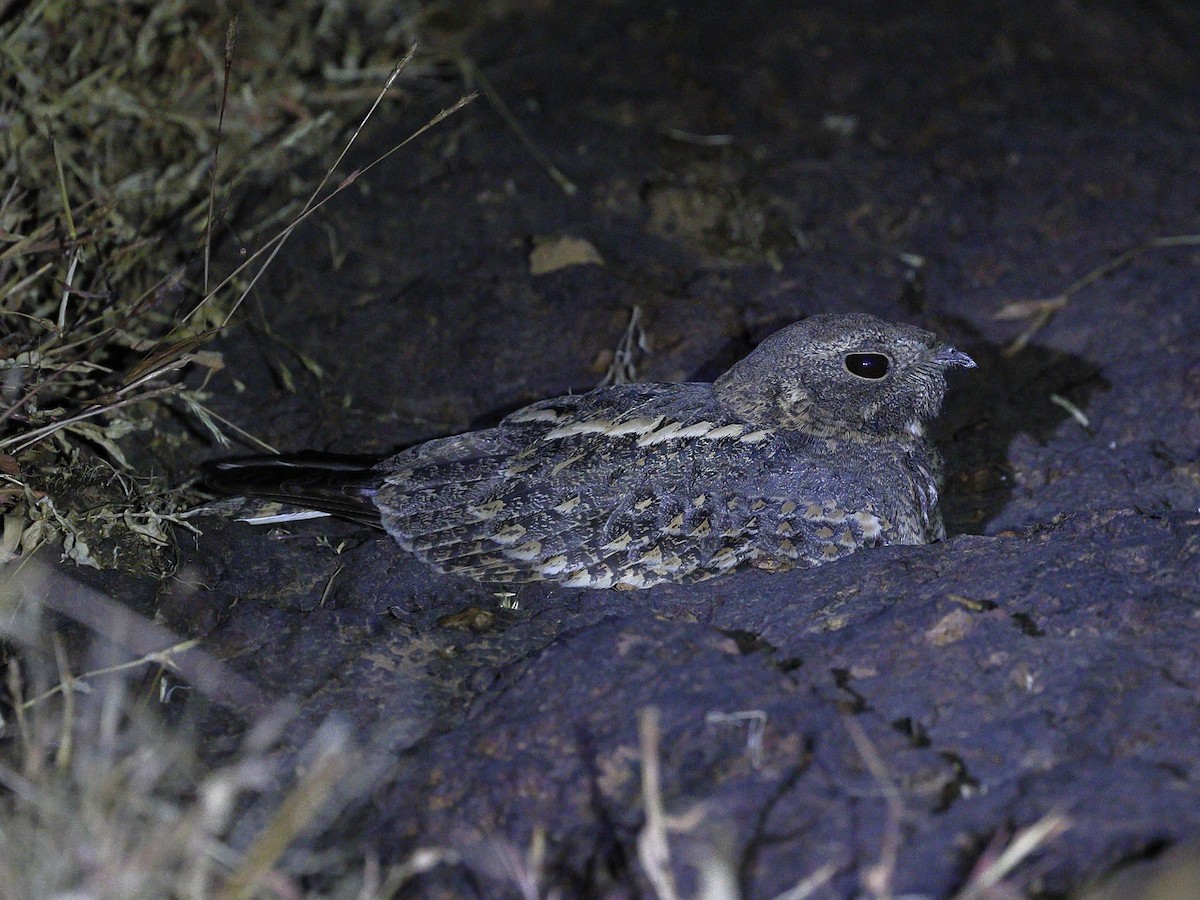 Savanna Nightjar - ML647826138